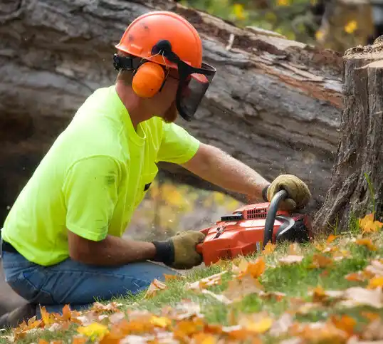 tree services Minnesota Lake